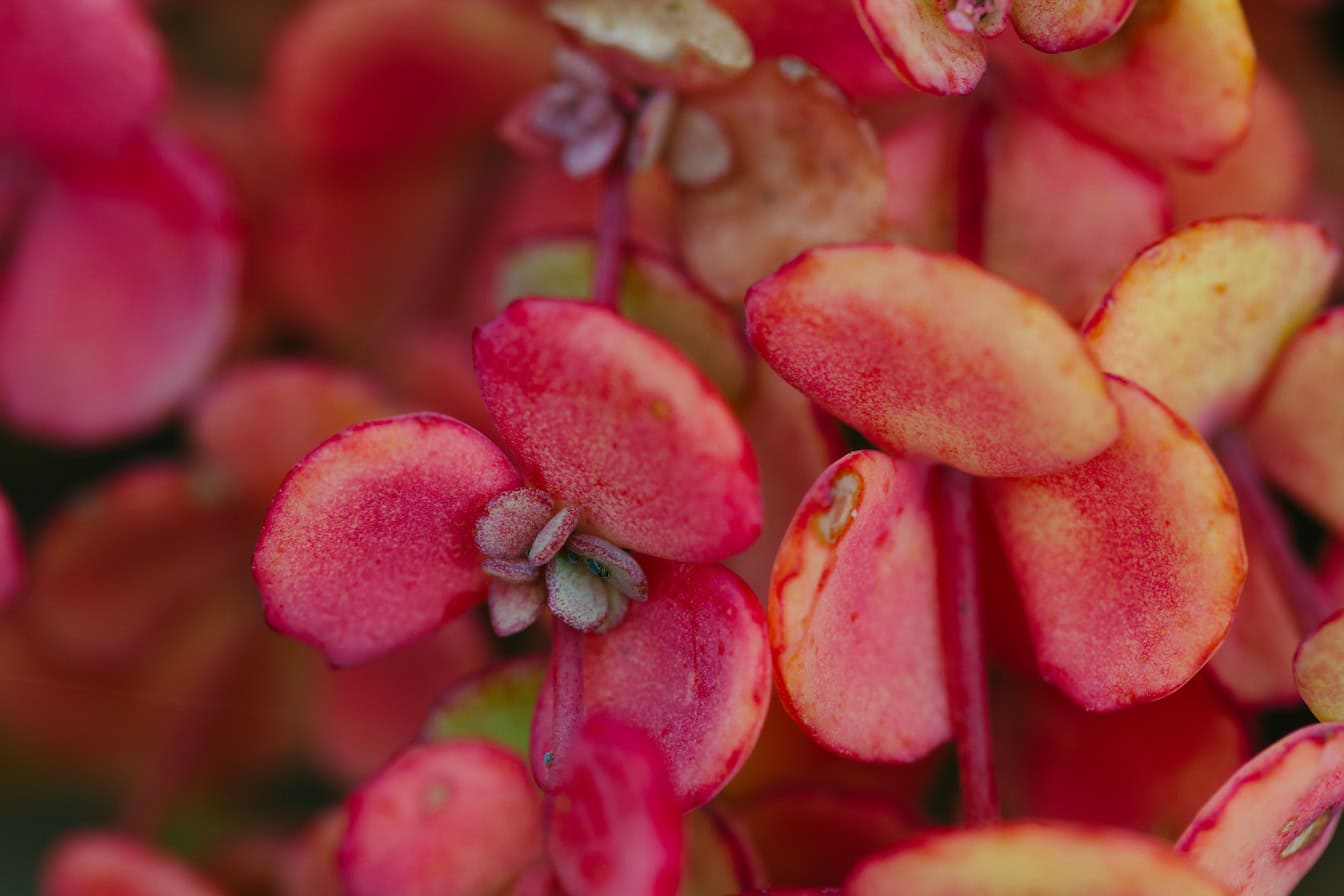 Tampilan close-up daun kemerahan dari ramuan yang disebut October Daphne atau stonecrop Jepang (Hylotelephium sieboldii)