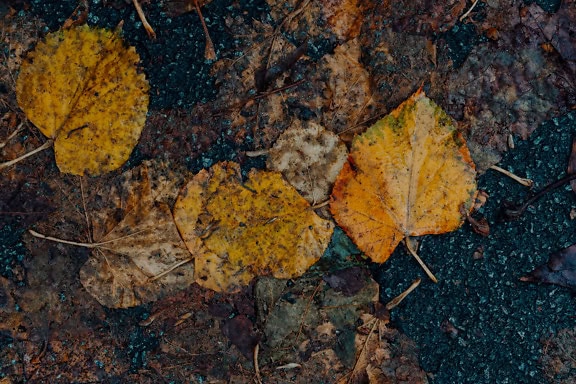 De textuur van vochtige en vuile de herfstbladeren op zwart asfalt