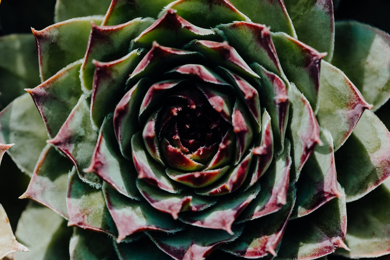 A small round-shaped herb called a blue rose Echeveria with tight rosettes of dark-green leaves (Echeveria Imbricata)
