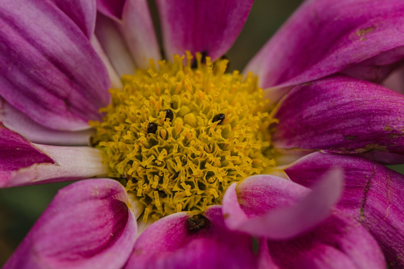 Közeli kép egy gyönyörű virágról, élénk, sötétlila szirmokkal és sárgás pollennel