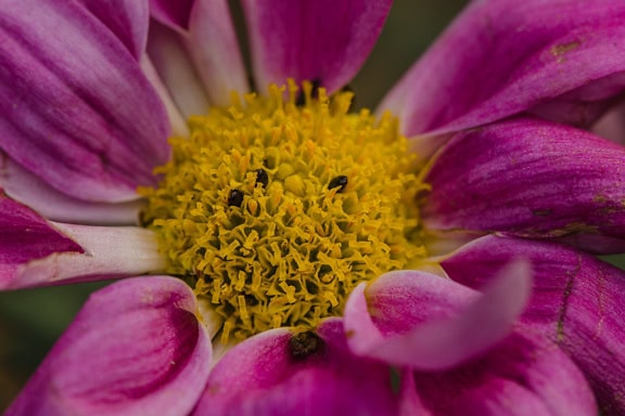 Close-up bunga yang indah dengan kelopak ungu gelap yang cerah dan serbuk sari kekuningan