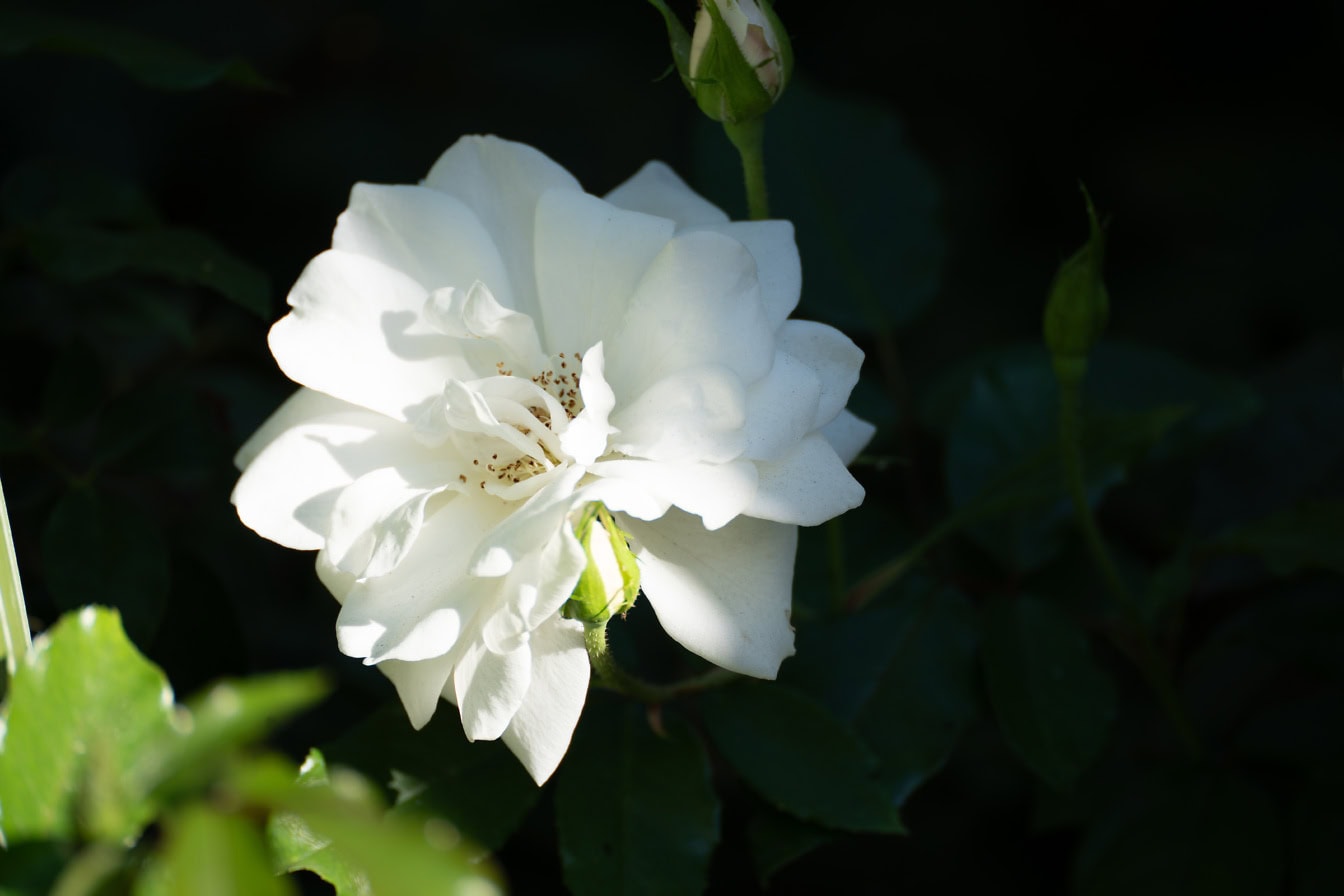 En vacker vit rosblomma med gröna blad i mörk skugga