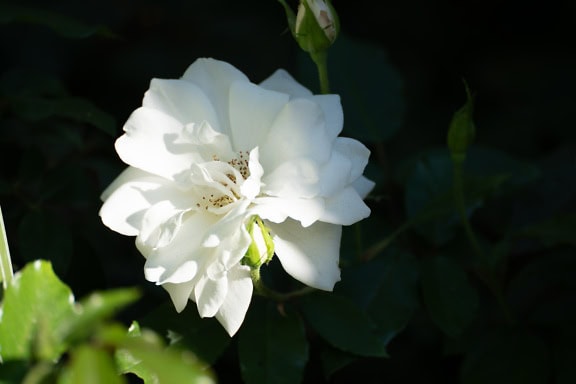 一朵美丽的白玫瑰花，绿叶在黑暗的阴影中