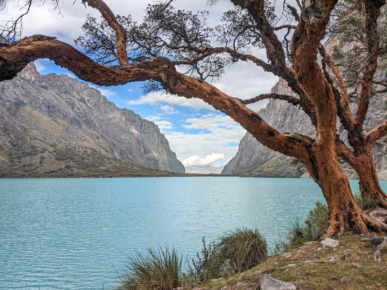 Cây cối trên bờ hồ Llanganuco trong một công viên tự nhiên gần Cordillera Blanca ở Andes của Peru