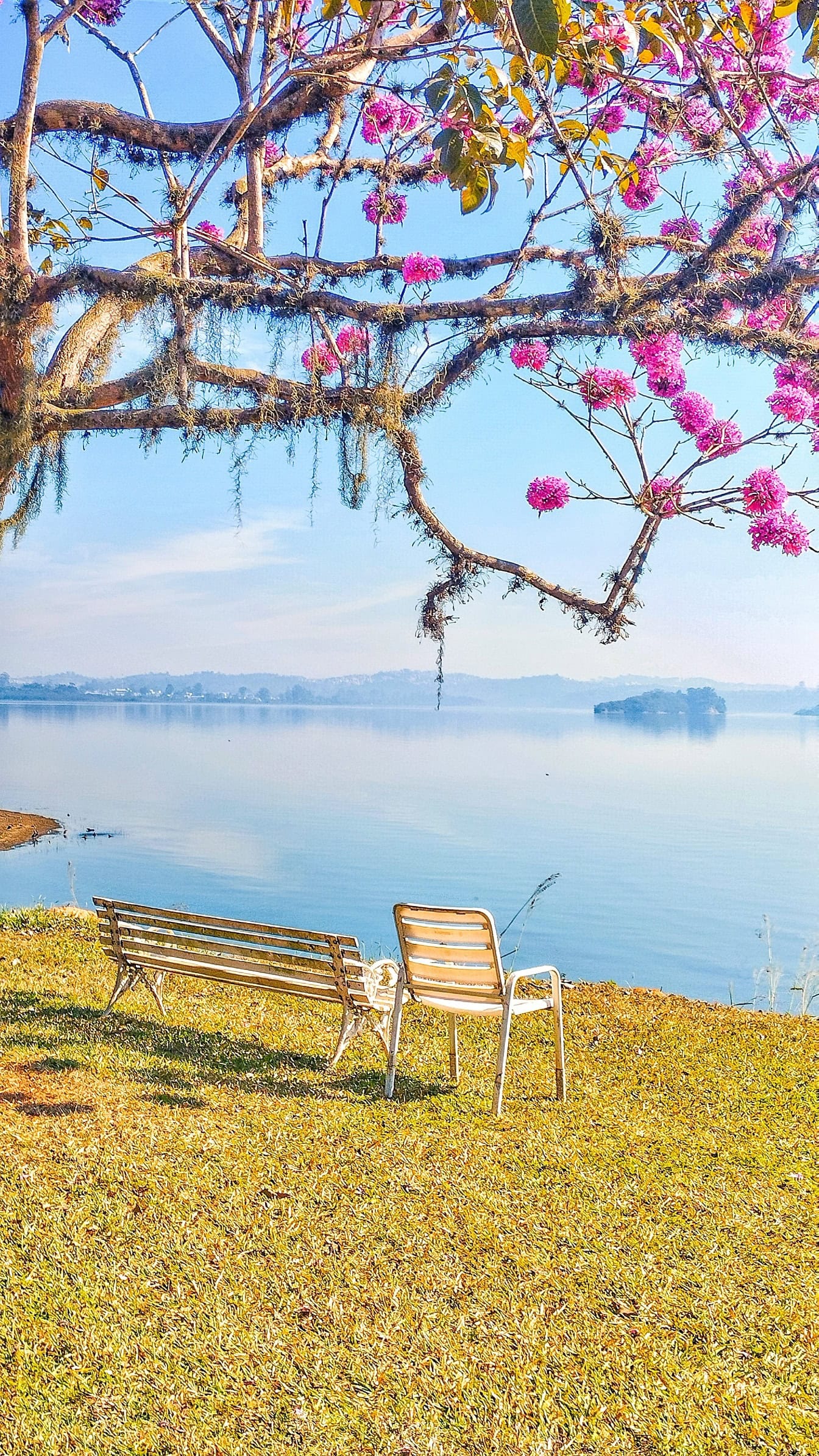Băng ghế bên hồ bên dưới một cây tân nhiệt đới đang nở rộ được gọi là cây kèn hồng hoặc poui hồng (Tabebuia rosea)
