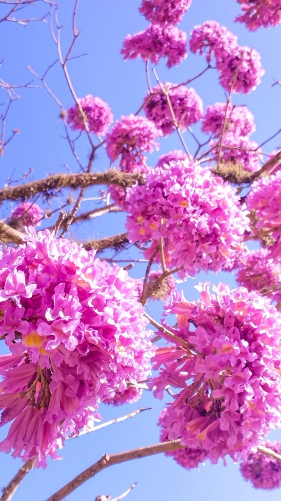 树上有一种美丽的粉紫色花朵，称为玫瑰喇叭树或粉红色的 poui (Tabebuia rosea)