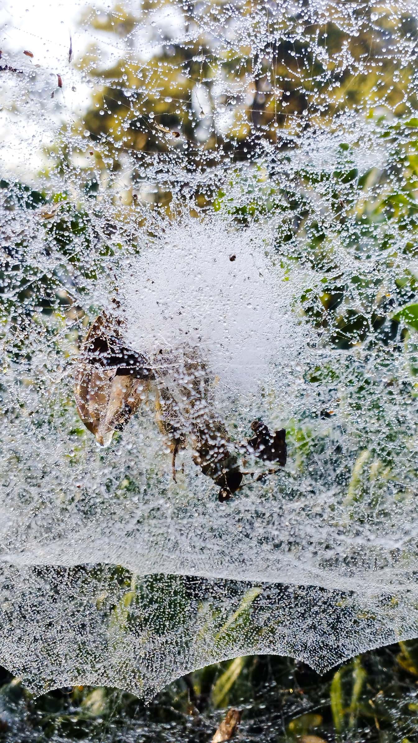 Tampilan close-up jaring laba-laba dengan tetesan air kecil