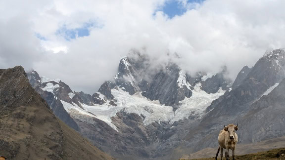 Vaca peruana em pé em alta altitude com uma neve coberta de picos de montanha do Peru no fundo