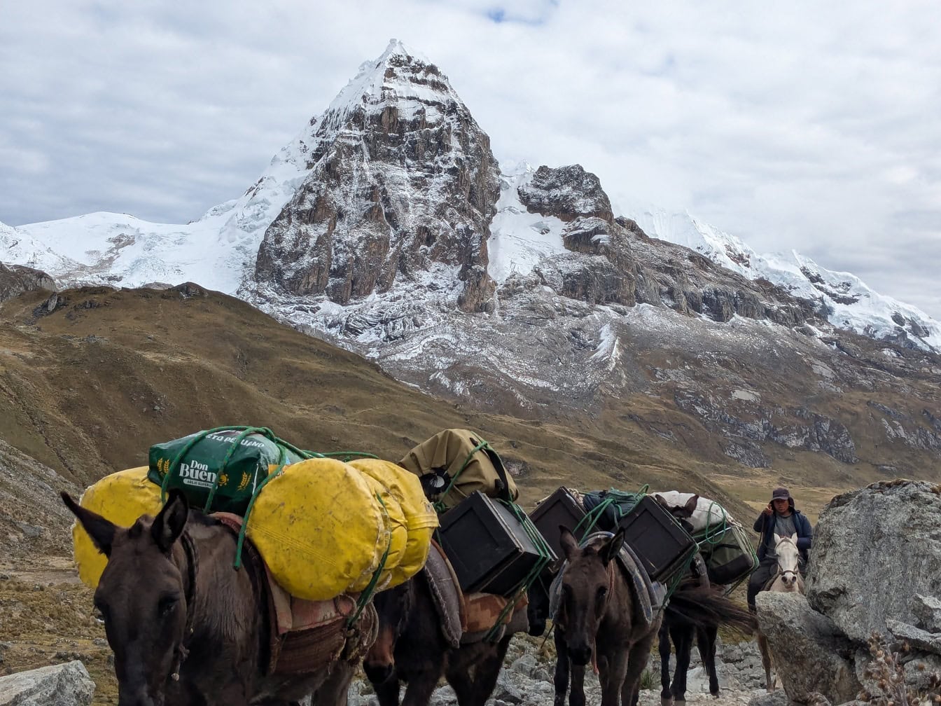 Caravană de catâri peruvieni care transportă marfă în lanțul muntos Cordillera Huayhuash din Anzi din Peru