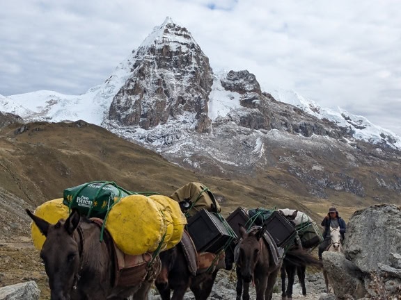 Caravan of Peruvian mules carrying cargo at Cordillera Huayhuash mountain range in the Andes of Peru