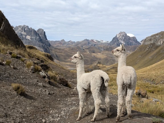 Dua llama putih yang menggemaskan (Lama glama), unta Amerika Selatan peliharaan berdiri di lembah Andes