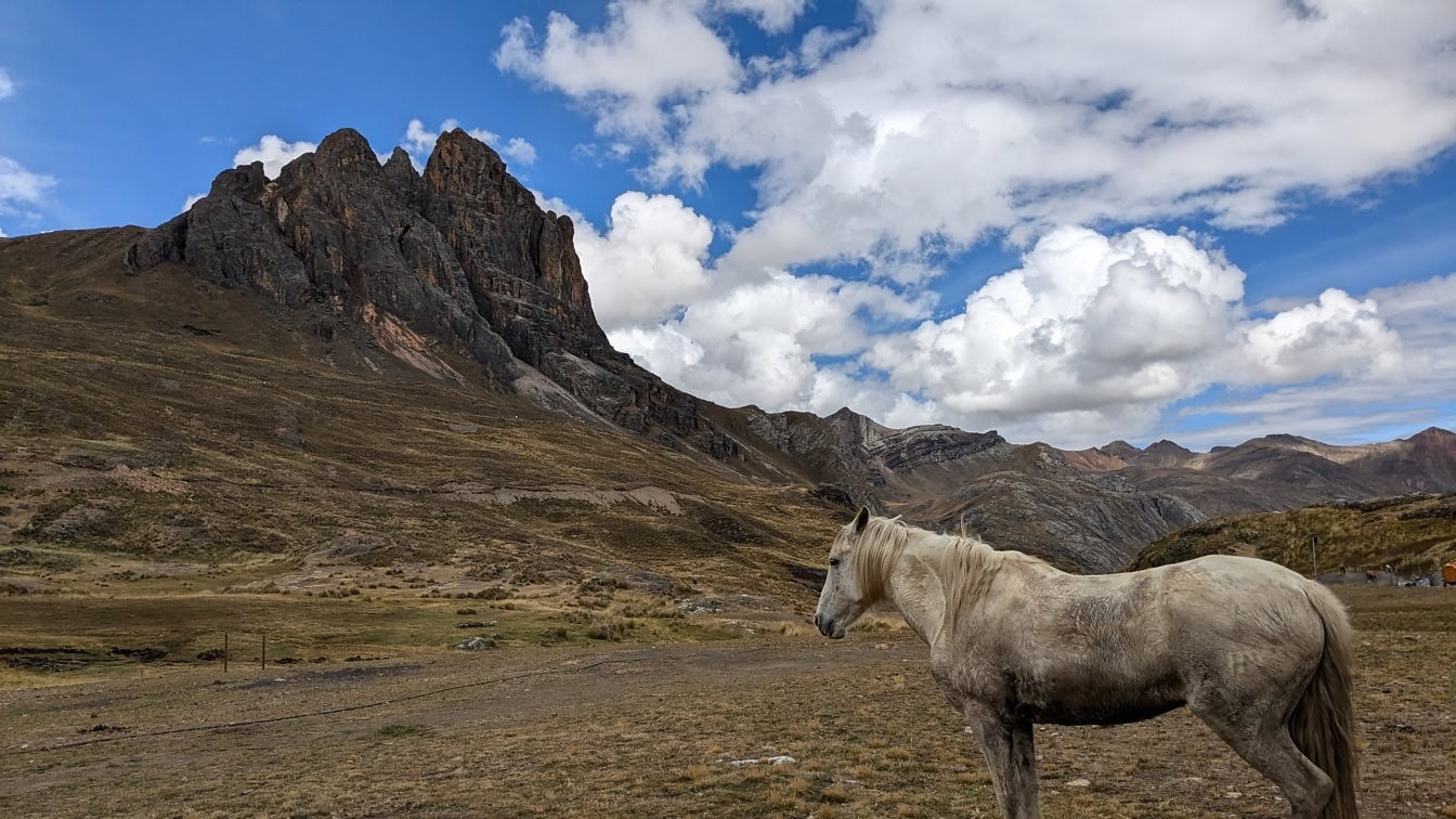 Weißes peruanisches Pferd steht auf einem Feld mit einem Berg im Hintergrund