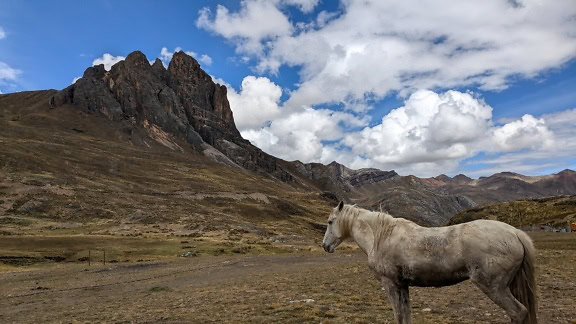 Arka planda dağ olan bir tarlada duran beyaz Peru atı