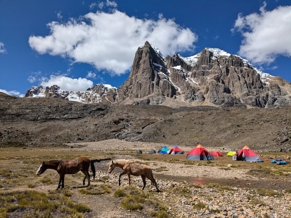 Güney Amerika’da Peru’nun And Dağları’ndaki Cordillera Huayhuash sıradağlarında çadırlarla kamp alanında yürüyen atlar