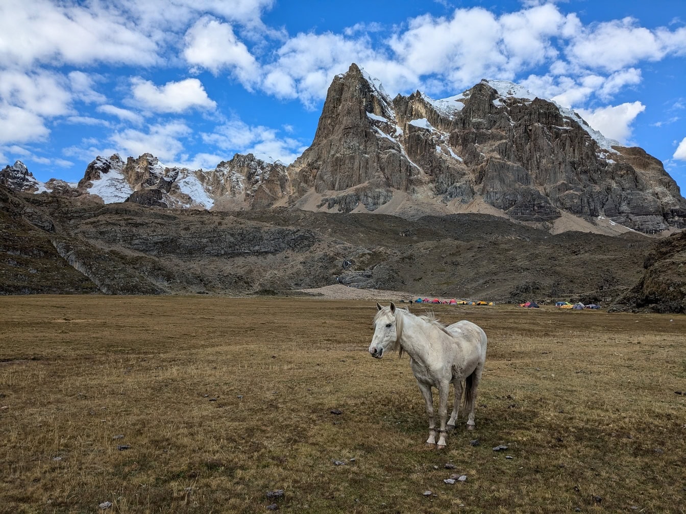 Bílý kůň stojící na poli s horami v pozadí v pohoří Cordillera Huayhuash v peruánských Andách