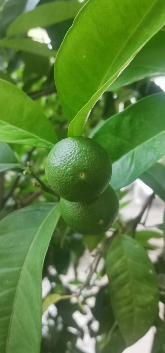 Eine grüne Zitrusfrucht (Citrus aurantiifolia), eine Zitrushybride (C. hystrix × C. medica)