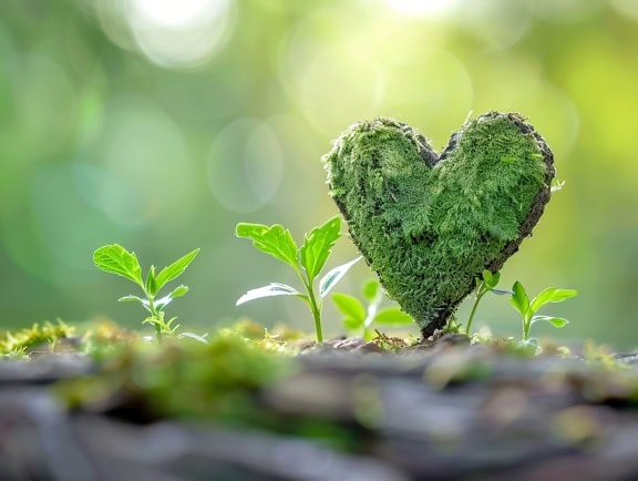 Rêu hình trái tim bên cạnh cây non trên cỏ, minh họa tình yêu thiên nhiên và thời gian mùa xuân