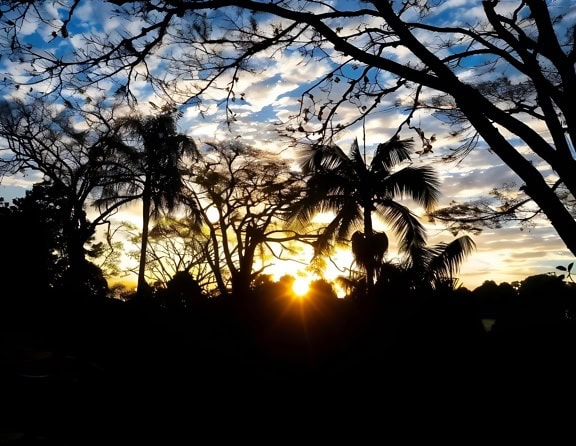 Pálmafák sziluettje naplementekor, napsugarakkal hátulról