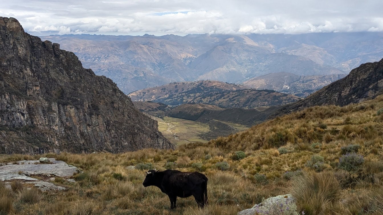 Schwarze peruanische Kuh steht auf einem grasbewachsenen Hügel mit Bergen und Tal im Hintergrund