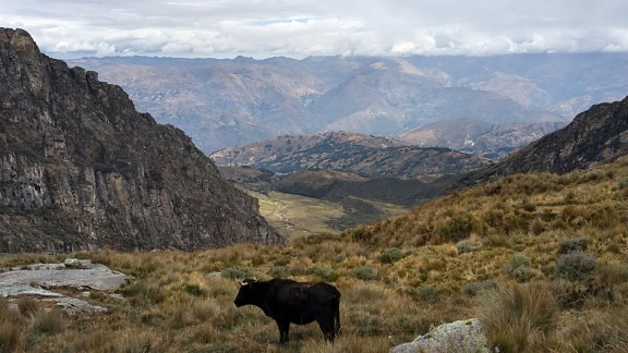 Svart peruansk ko som står på en gräsbevuxen kulle med berg och dal i bakgrunden