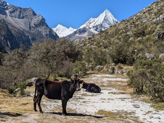 Tmavě hnědočerná kráva stojící na poli s horami v pozadí v peruánských Andách