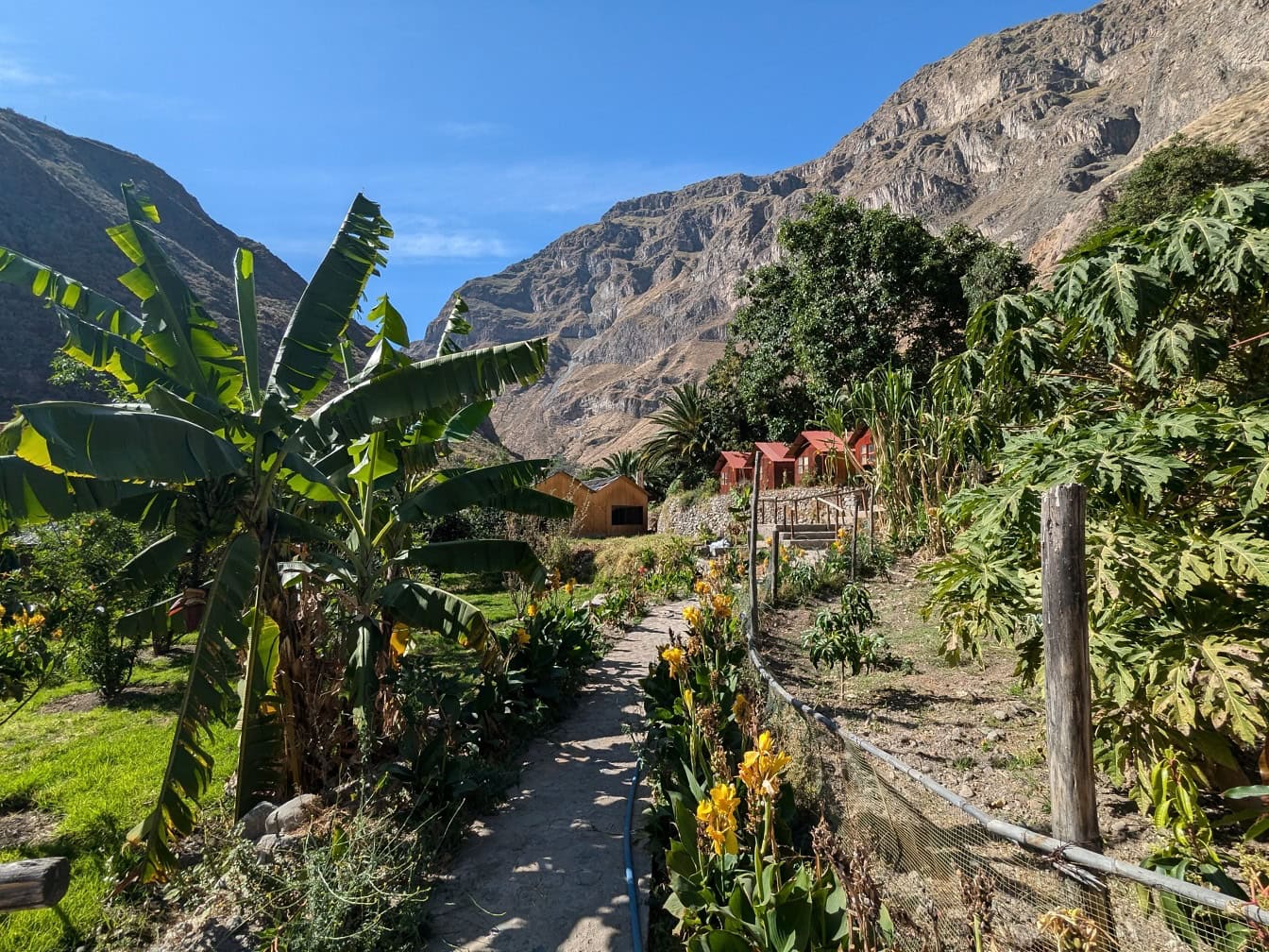 Un sentiero con le palme davanti alle case di campagna nelle montagne del Perù