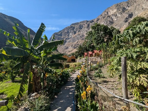 En stig med palmer framför hus på landet i bergen i Peru