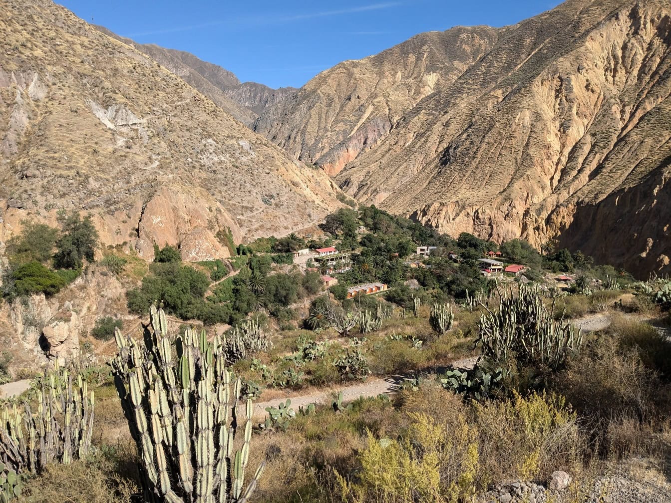 Cactuses in a valley of Colca canyon in Peru