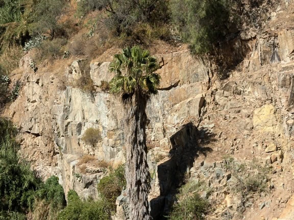 Nagy öreg pálmafa egy sziklán