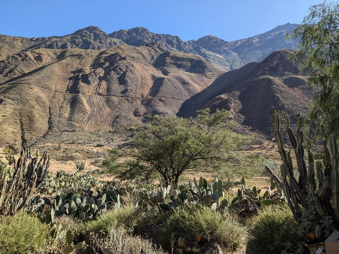 Cactos e árvores em um deserto na área de Colca, no Peru, América Latina