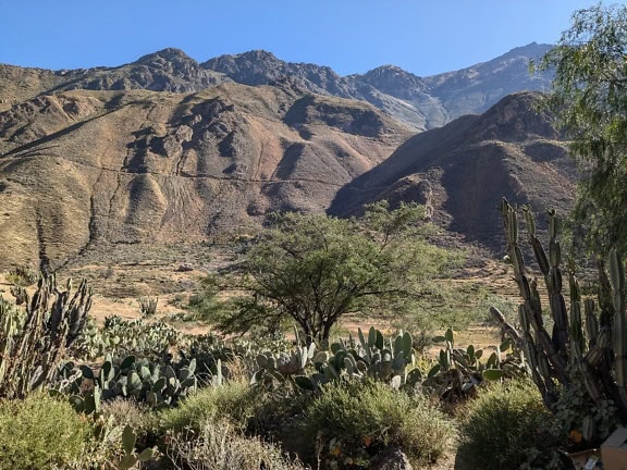 Kakteen und Bäume in einer Wüste in der Gegend von Colca in Peru, Lateinamerika
