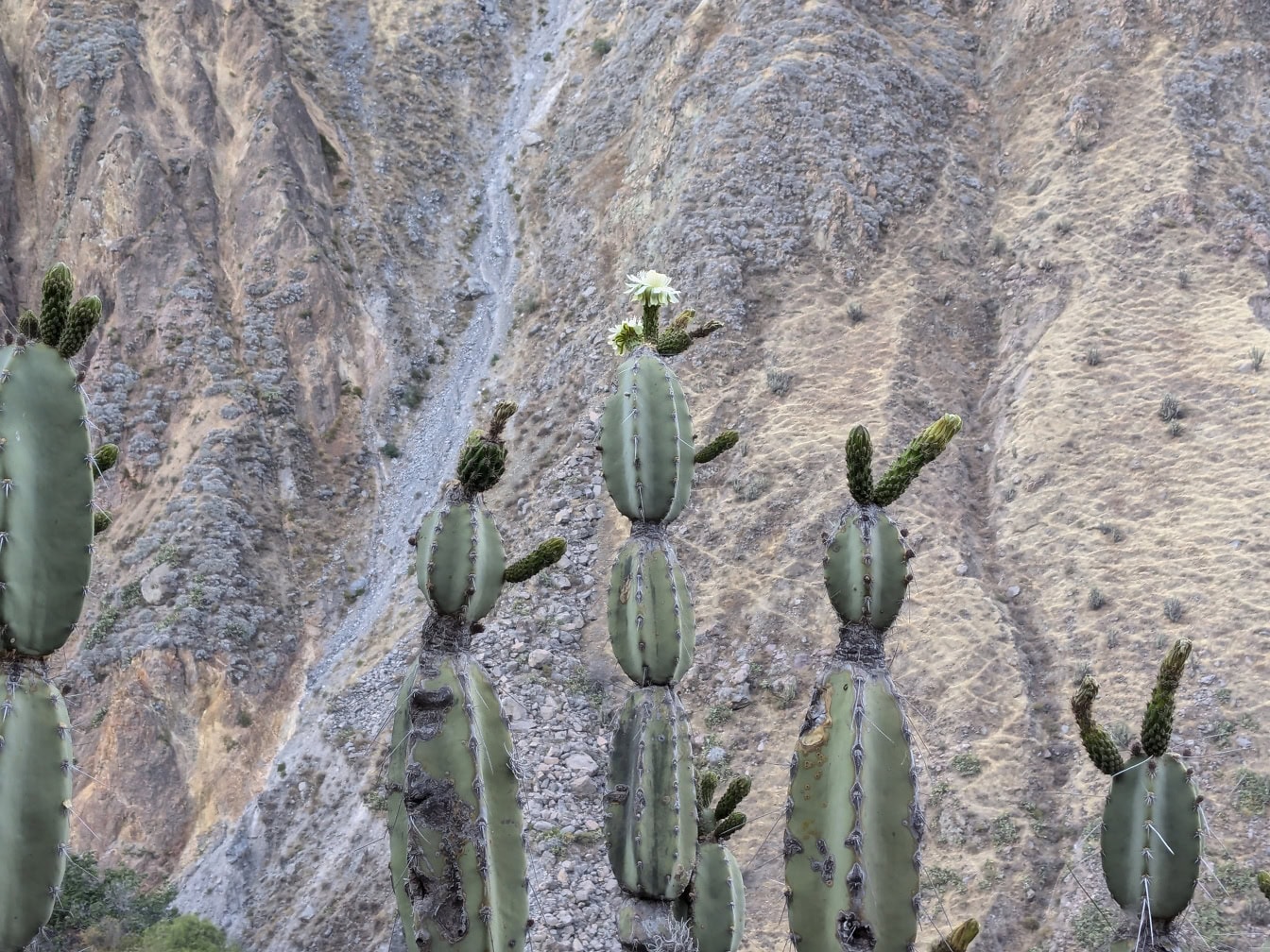 En kaktus med en hvid blomst, en urt kaldet mandacaru eller cardeiro (Cereus jamacaru)
