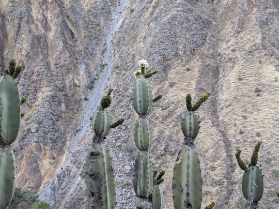 Kaktus, jossa on valkoinen kukka, yrtti nimeltä mandacaru tai cardeiro (Cereus jamacaru)