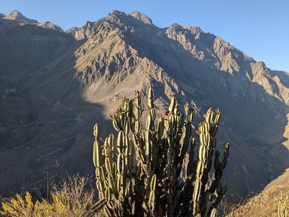 Ein Kaktus namens Peruanischer Apfelkaktus (Cereus repandus) vor einem Berg im Colca-Canyon in Peru