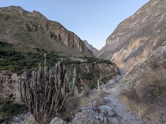 A cactus plant called the Peruvian apple cactus (Cereus repandus) in a Colca canyon in Peru