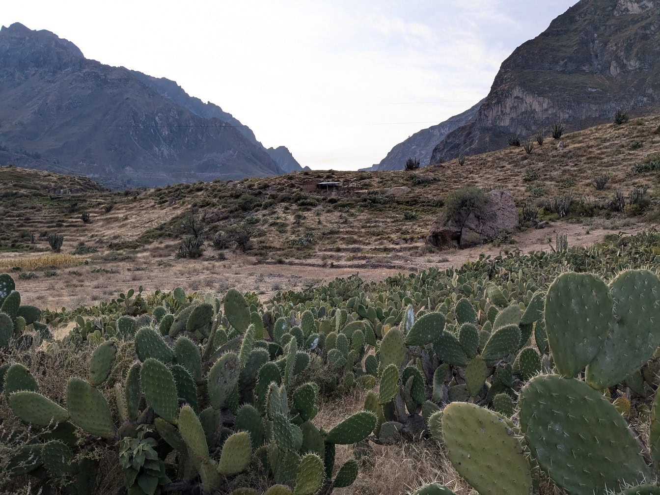 Ön planda kaktüsler ve arka planda dağlar ile Peru doğasının manzarası