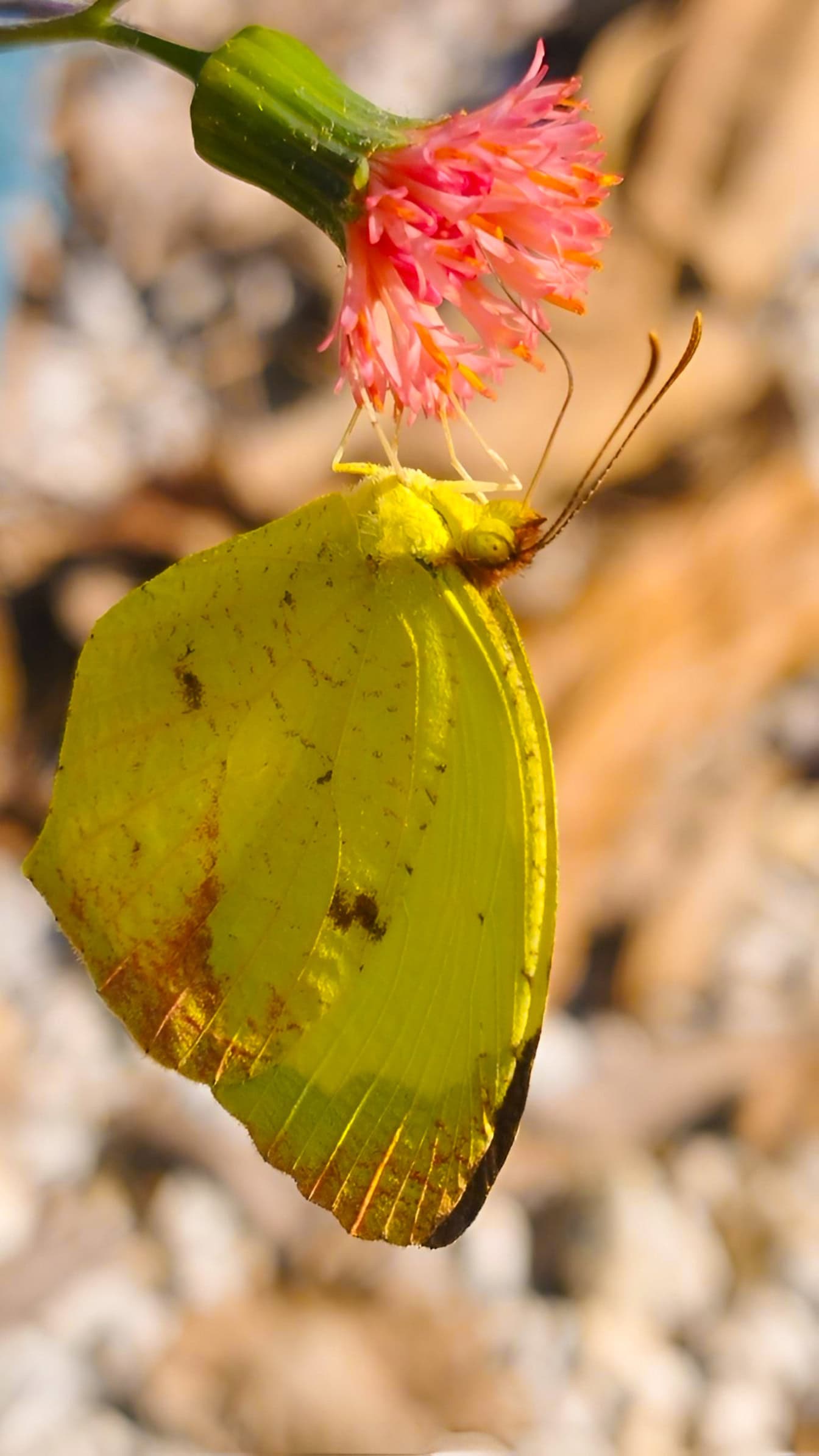 Papillon jaune suspendu à une fleur rosâtre (Eurema blanda)
