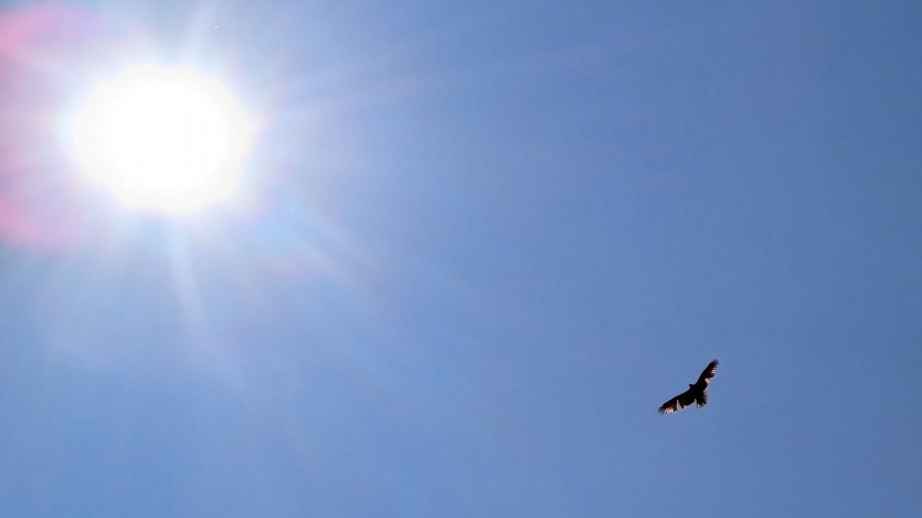 Silueta ptáka letícího modrou oblohou s jasným sluncem