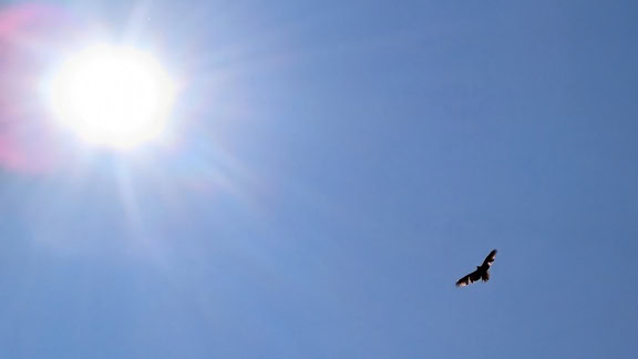 A kék égen fényes nappal repülő madár sziluettje