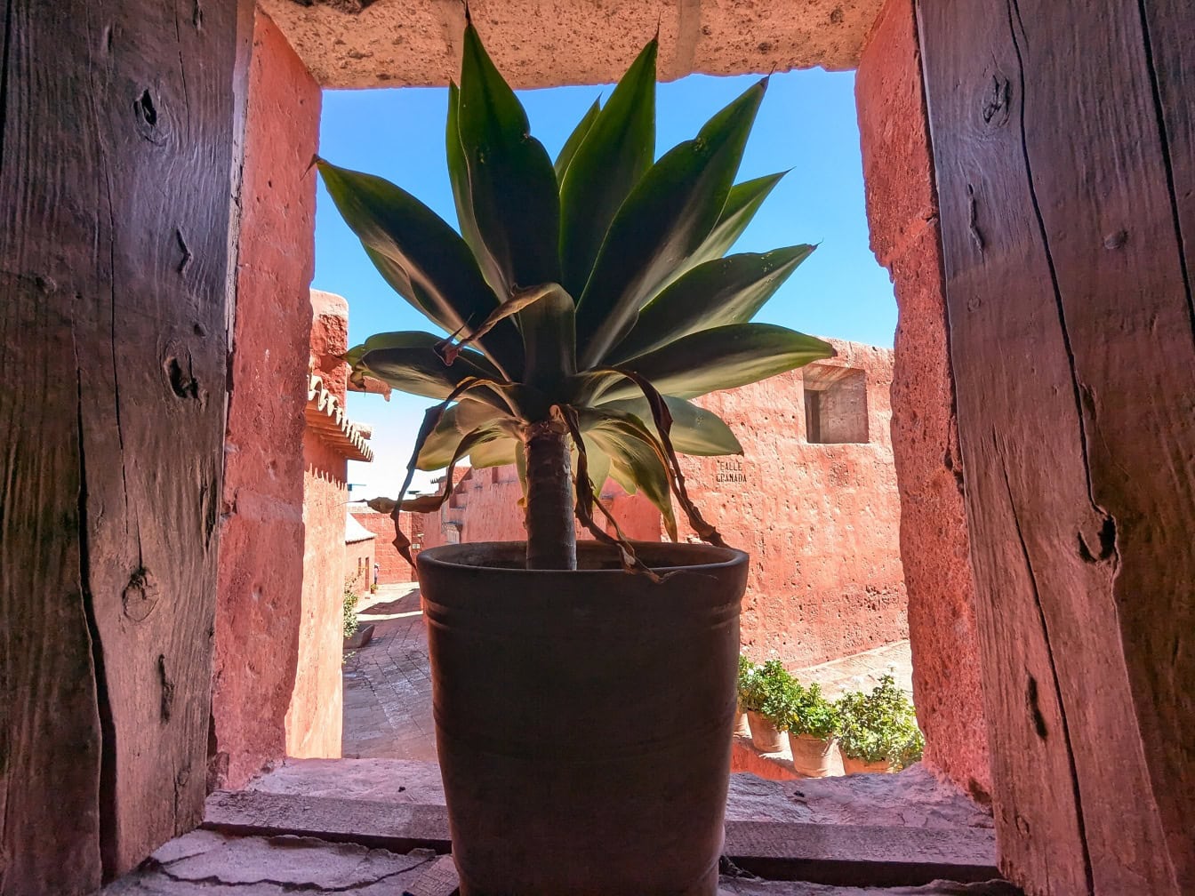 Herbe dans un pot de fleurs à l’intérieur d’une ancienne fenêtre médiévale