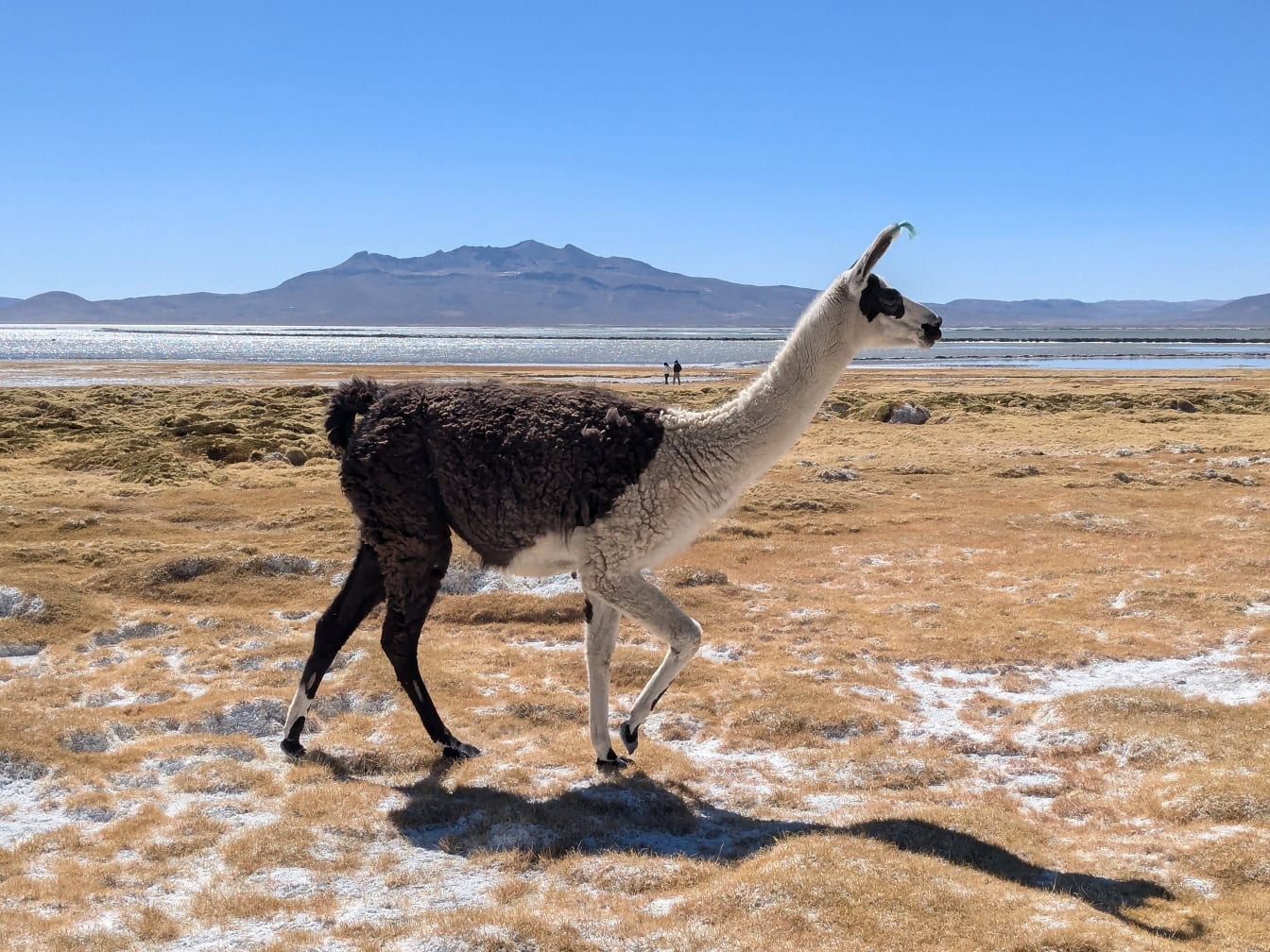 Llama hitam dan putih berjalan di ladang asin kering dengan danau Salinas di latar belakang di dataran tinggi di Andes di Peru