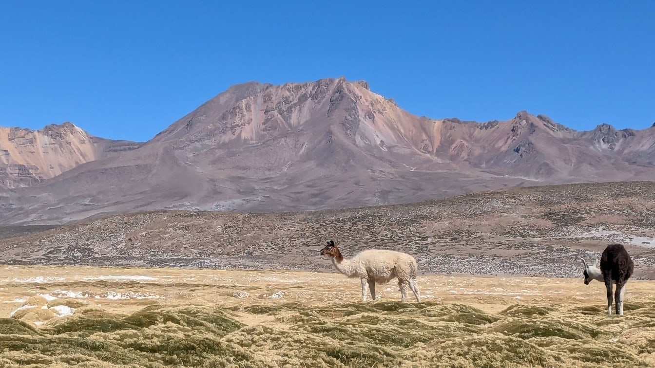 Lama stoji na slanoj visoravni s planinama Anda u Peruu u pozadini