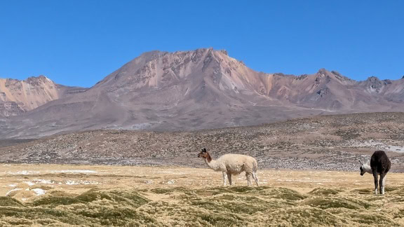 Laama seisoo suolatasangolla, taustalla Andien vuoret Perussa.