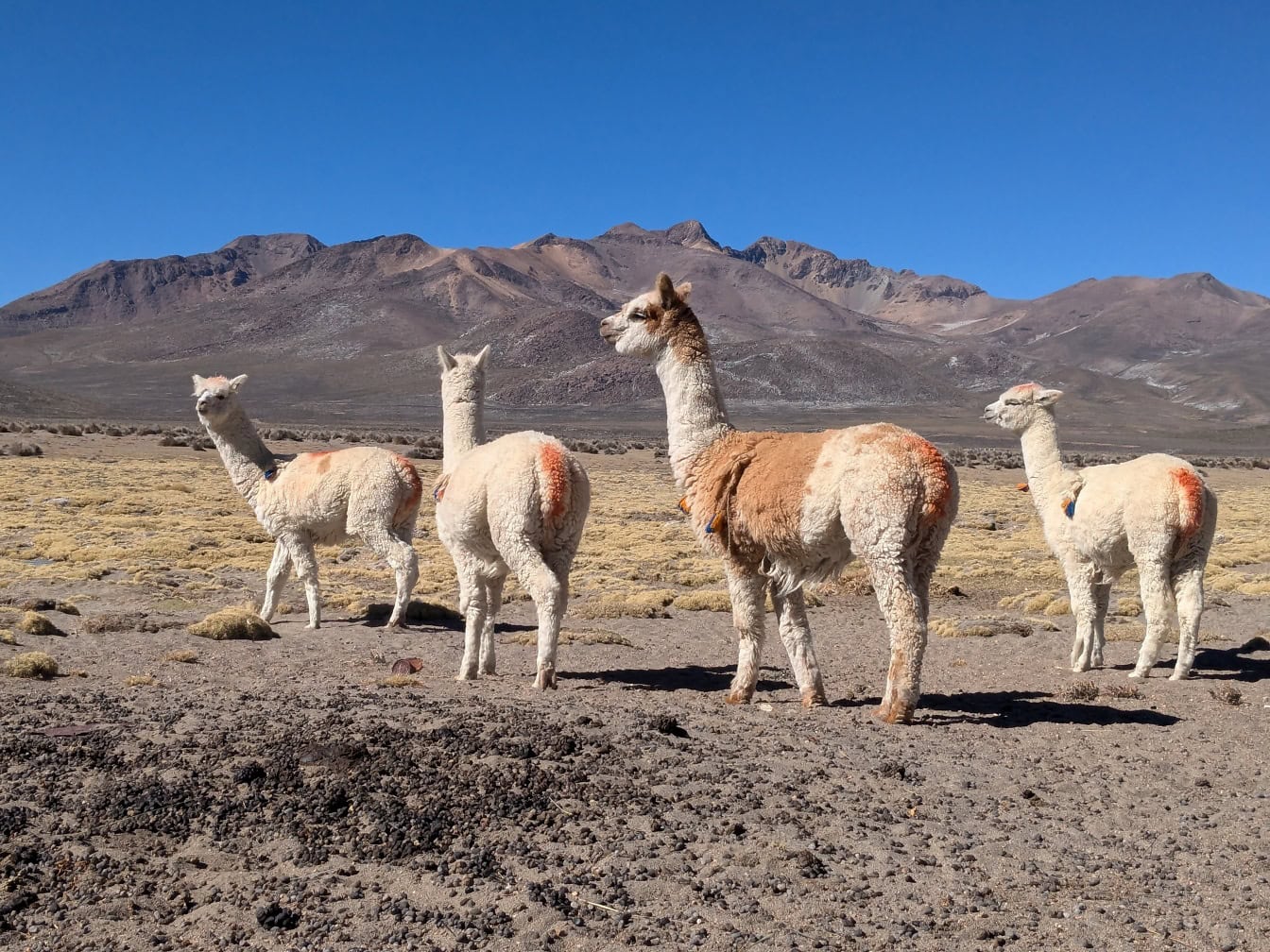 Un branco di alpaca (Lama pacos) una specie di camelide sudamericano, animali che si trovano in un deserto d’alta quota