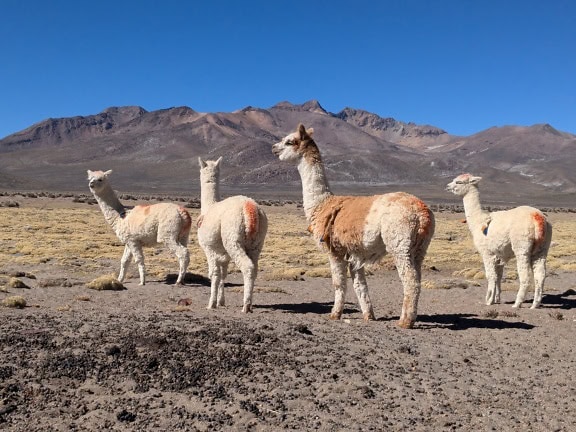 Kawanan alpaka (Lama pacos) spesies unta Amerika Selatan, hewan yang berdiri di gurun dataran tinggi