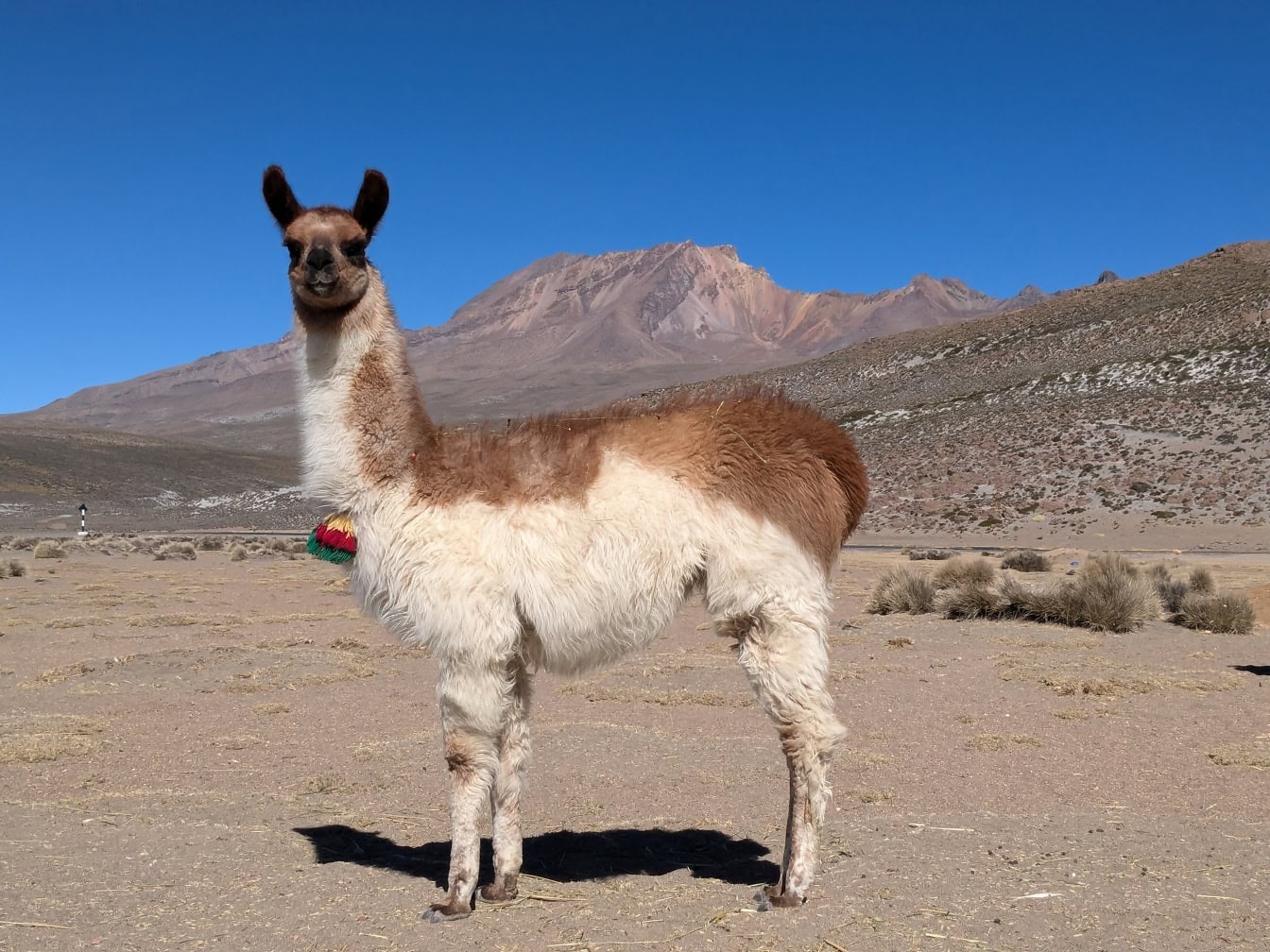 Llama thuần hóa đứng trên sa mạc ở dãy núi Andes ở Peru