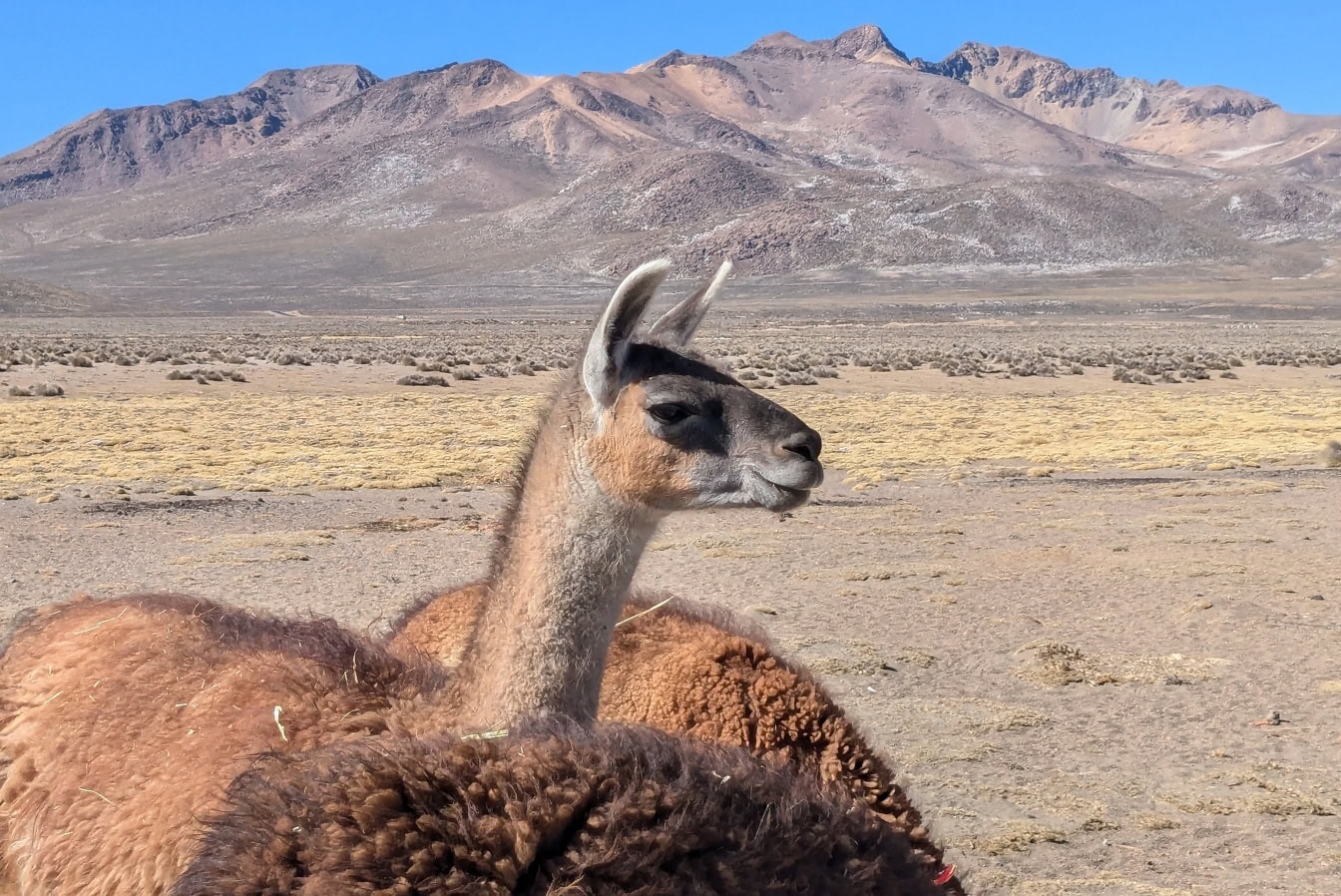 Gros plan d’une tête de lama dans un plateau de sel désertique avec la cordillère des Andes au Pérou