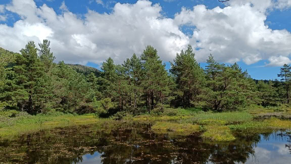 Malul lacului frumos primăvara, cu plante acvatice pe suprafața apei și pini pe țărm