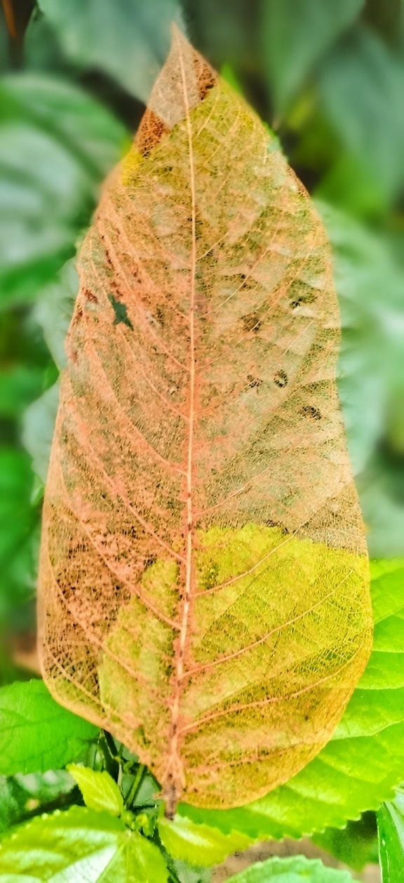 Gros plan d’une feuille semi-transparente en décomposition avec squelette de nervures foliaires