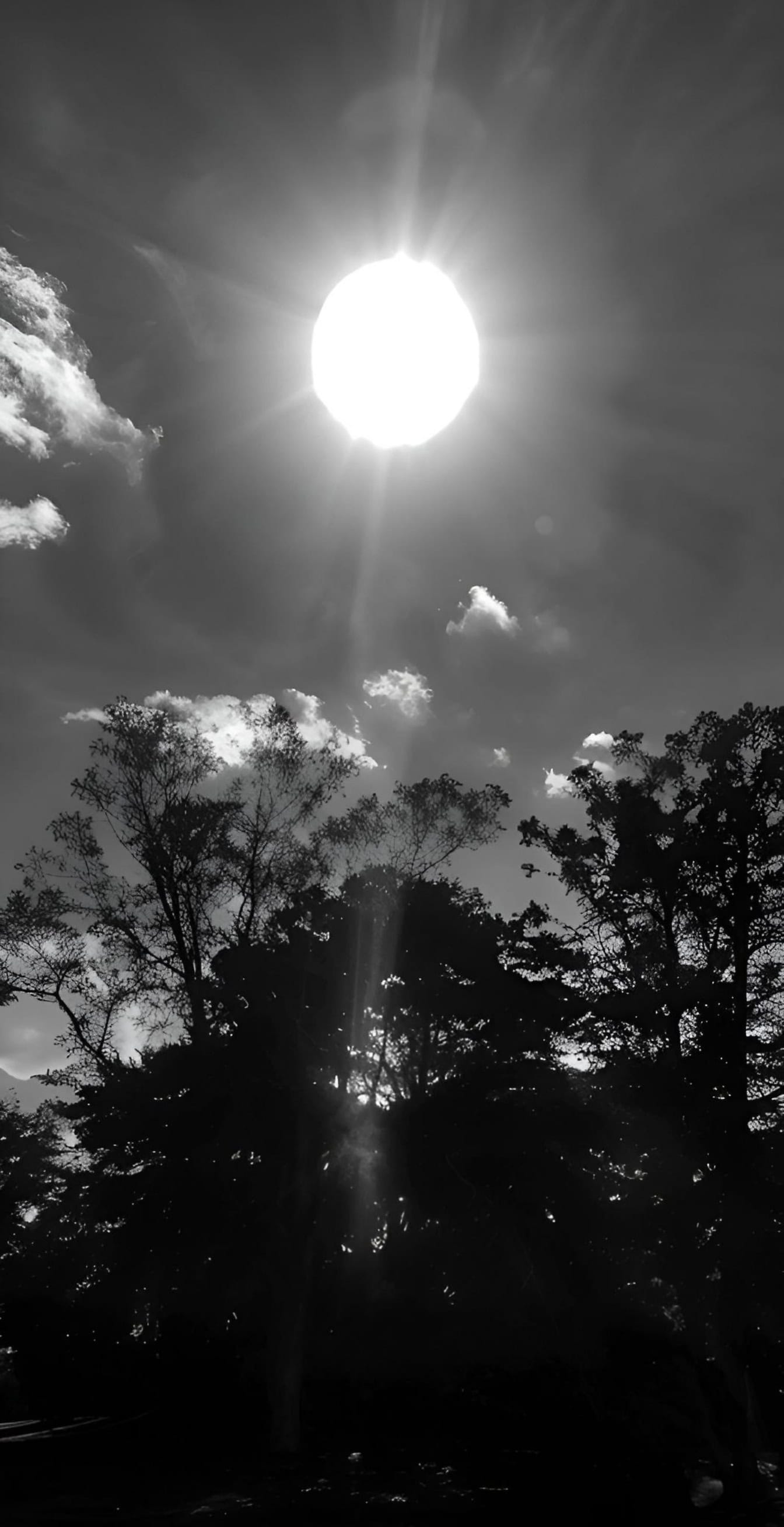 Černobílá fotografie slunce prosvítajícího skrz mraky se siluetou stromů